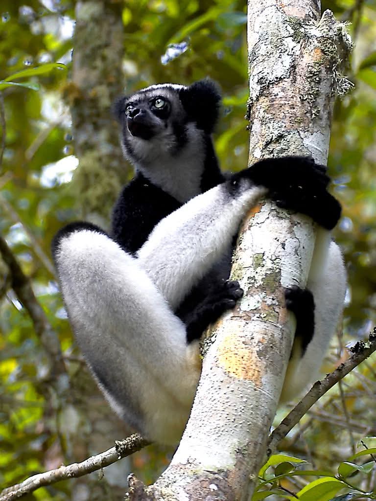 Rainforests, Lemurs and Wildlife in Madagascar — photo 2