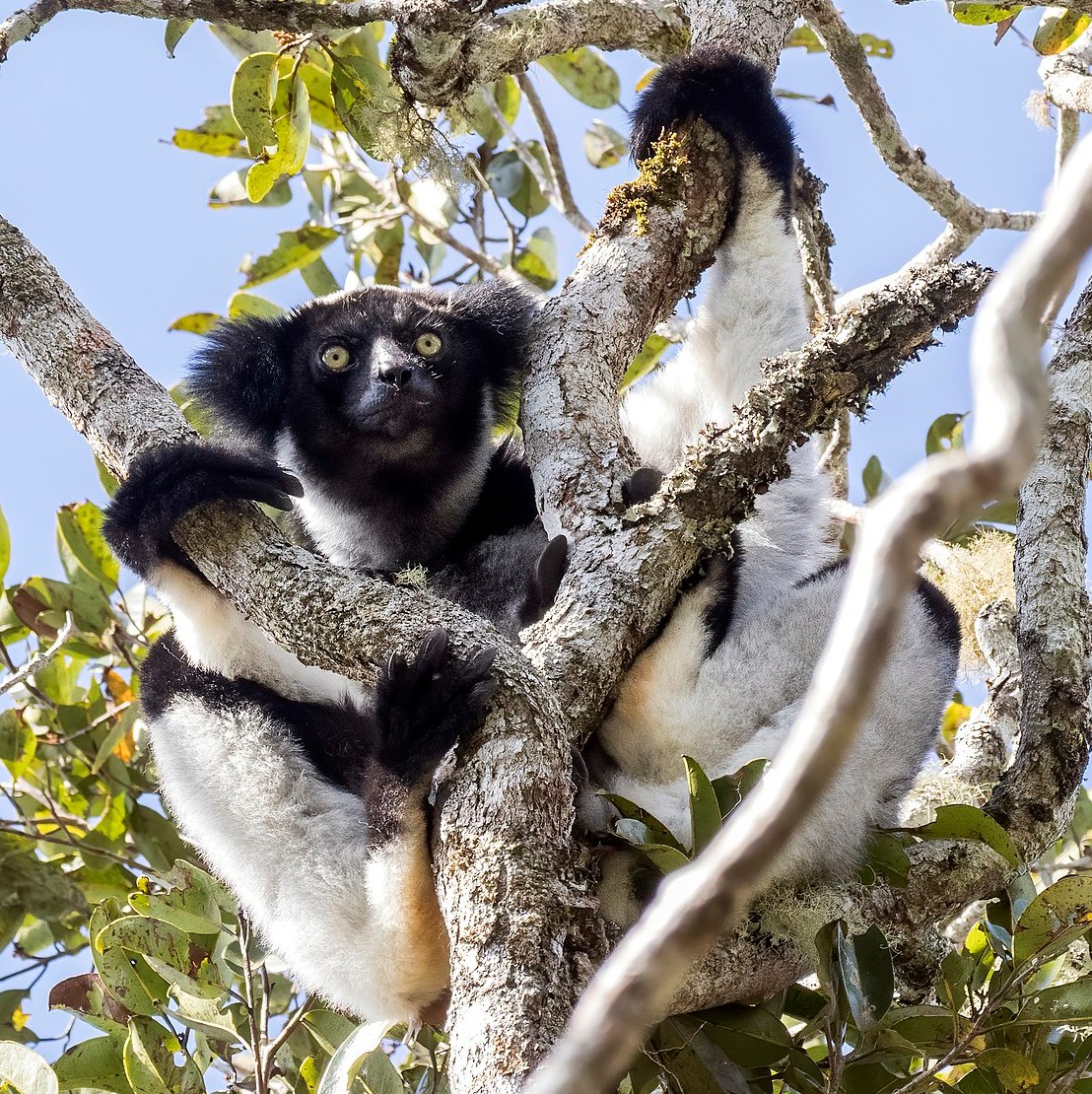 Rainforests, Lemurs and Wildlife in Madagascar